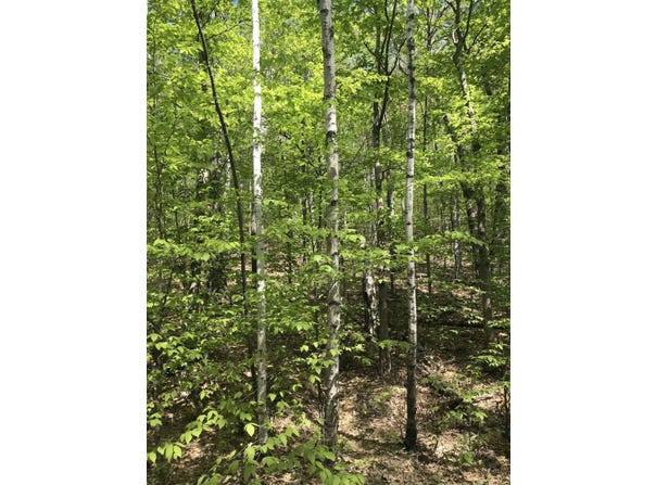 David Thompson Drive lot: 10, Campton, NH 03223