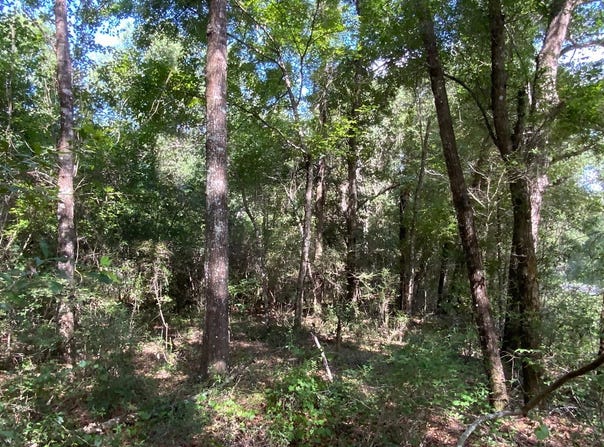 Live Oak, FL 32060