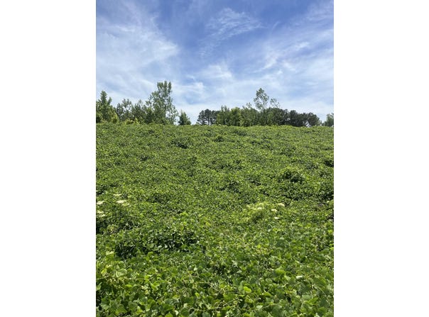 S HWY 9 S, Blue Springs, MS 38828