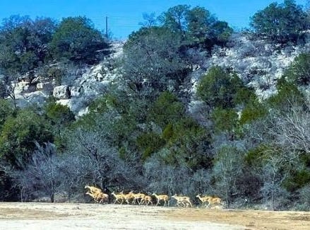 3660 S St Andrews, Junction, TX 76849