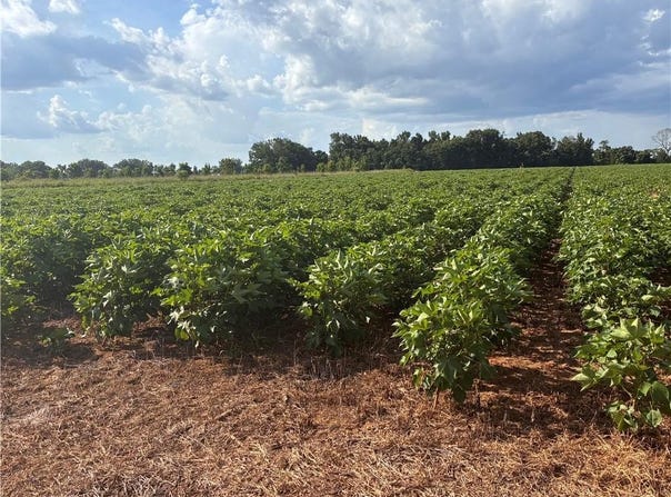 Davis Pond Road, Atmore, AL 36502