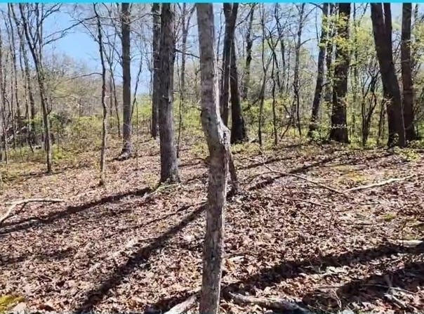 117 Chinkapin Cv, SUGAR TREE, TN 38380