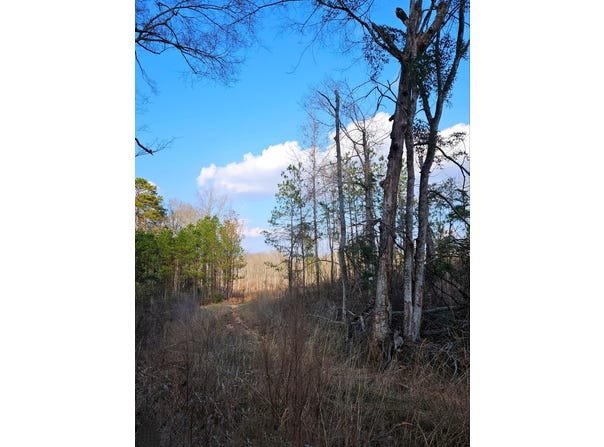 Hwy 35, Collins, MS 39428