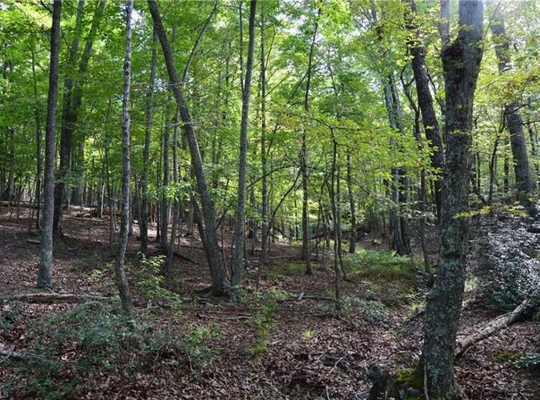 Tract E Hanging Rock Forest Road, Danbury, NC 27016