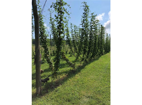 168 Kittle Rd, Lindley, NY 14858