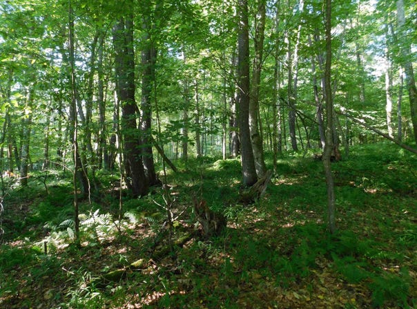 Cherry Wood Lane lot: 7, Terra Alta, WV 26764