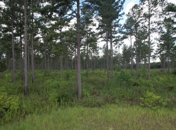 County Road 33, Ashford, AL 36312