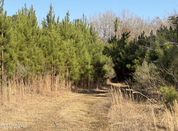 Delancey Road, Braxton, MS 39044