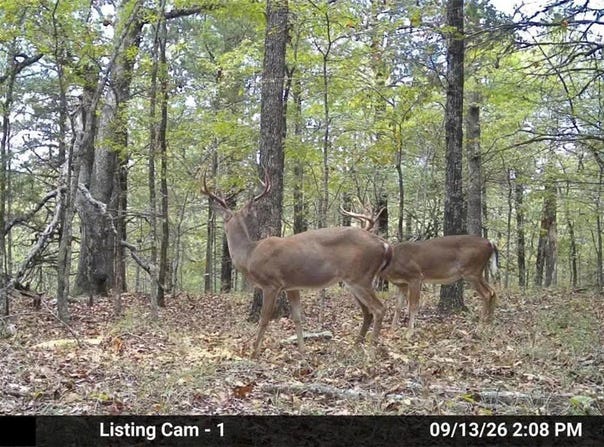 80 +/- acres MC 164, Peel, AR 72668
