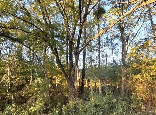 TR 14 Hwy 21E, Hemphill, TX 75948