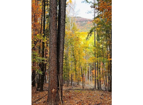 Plank Rd, Natural Bridge, VA 24578