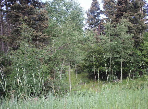 Pleasant Meadow lot: 9, Black Lake, NM 87710-0000