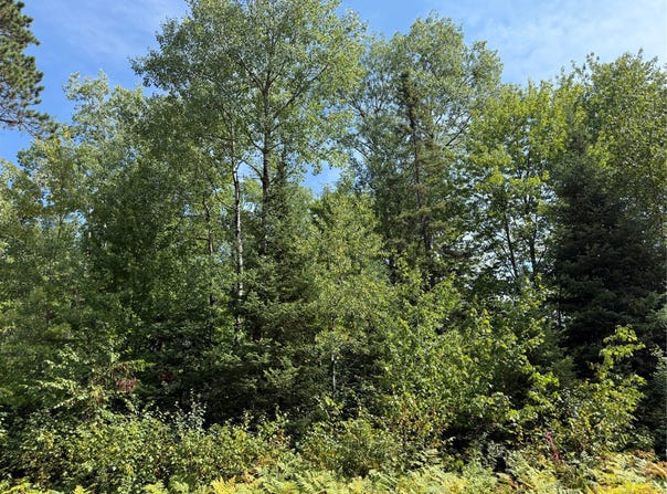 Stone Pine Drive lot: 38 & 39, Cable, WI 54821