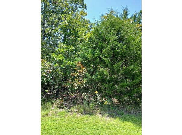 Ben Nevis, Briarcliff, AR 72653