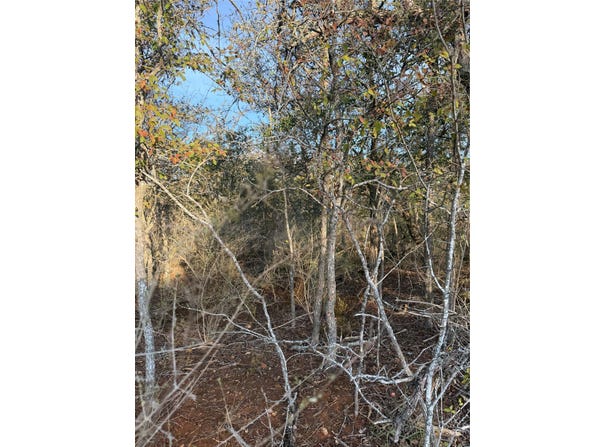 156 Helemano Dr, Bastrop, TX 78602
