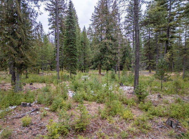 Forest Road, Troy, MT 59935
