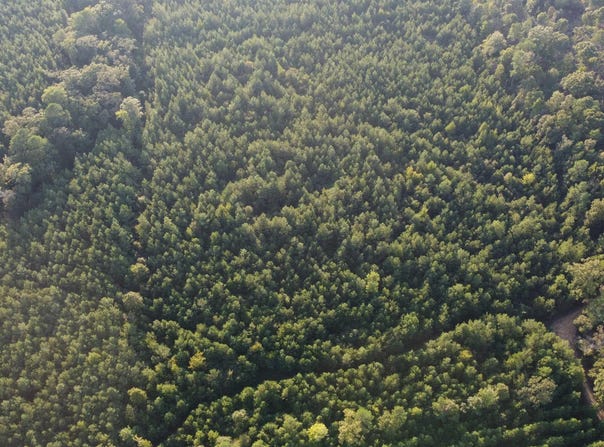 McManus Road, Lacey, AR 71655