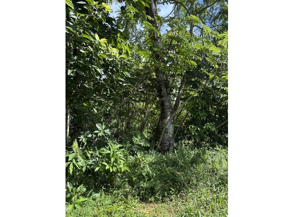 PUNI MAKAI LOOP, Pahoa, HI 96778