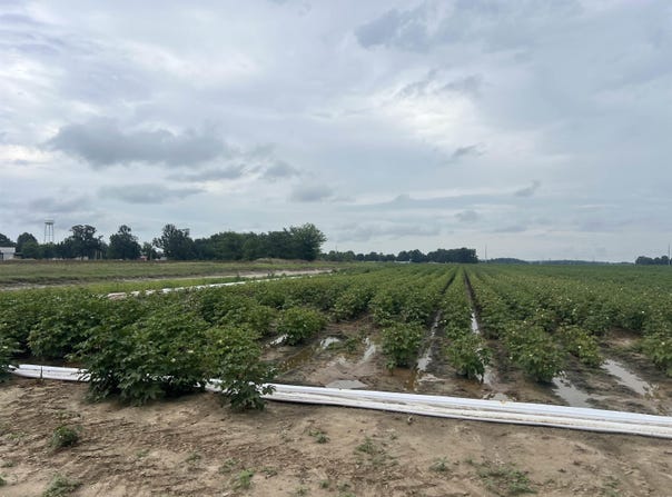 clay 312 Road, McDougal, AR 72441
