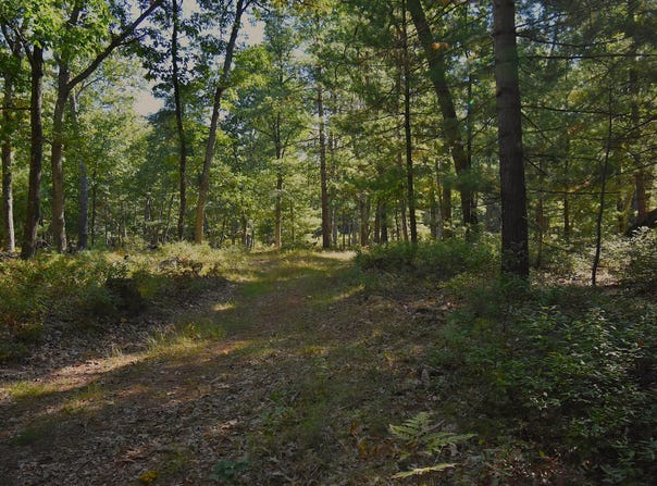 Whitney Street, Baldwin, MI 49304