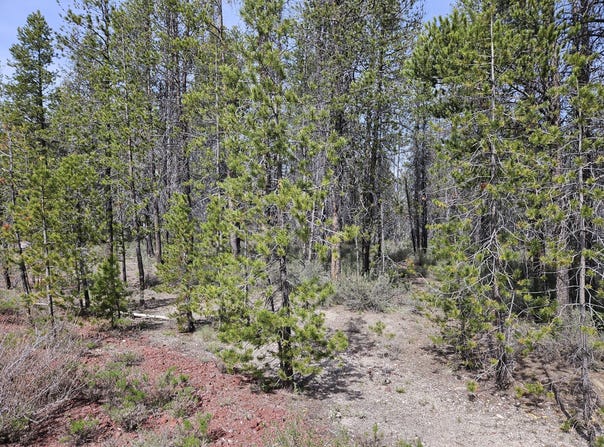 Scott View Drive, Chiloquin, OR 97624