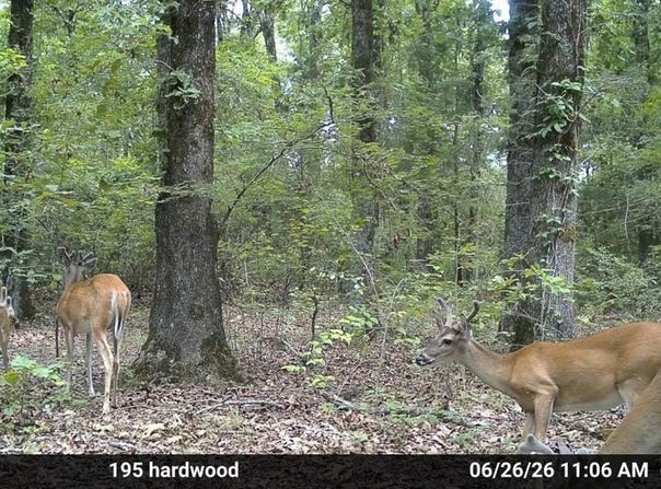 2116 CR 4314, DeKalb, TX 75599