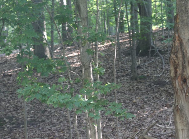 Crystal View Commons lot: 20, Beulah, MI 49617