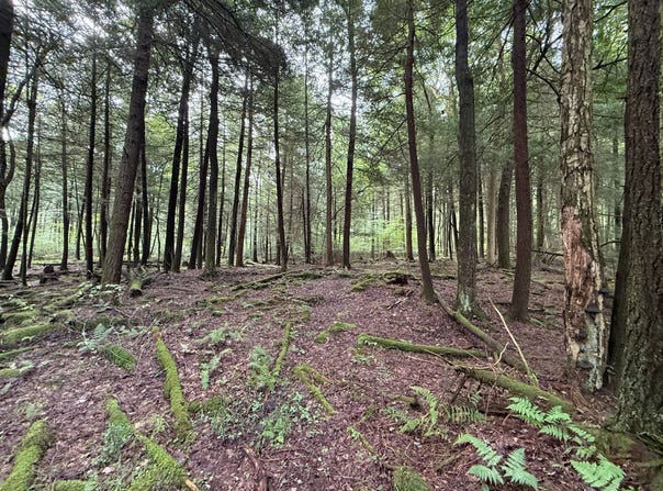 Songer Rd, Sigel, PA 15860