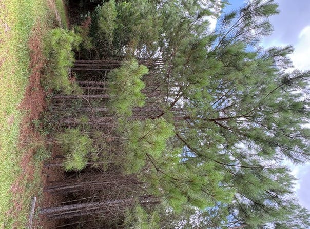 Sapling Rd, Barnwell, SC 29812