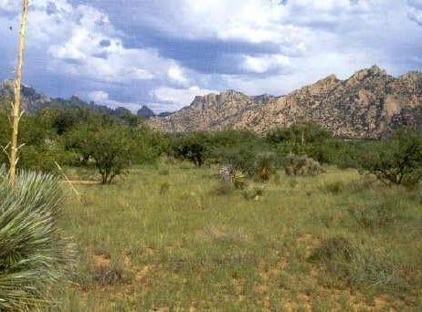 E COUGAR Trail, Saint David, AZ 85630