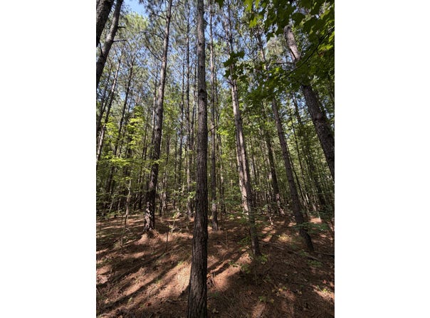 Bear Creek Road, Duncanville, AL 35456