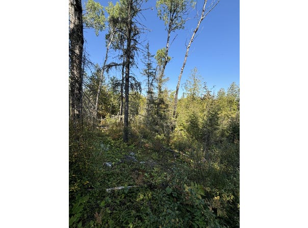 585 N CZECH LN, HESSEL, MI 49745