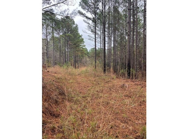 County road 151a, RANDOLPH, MS 38864