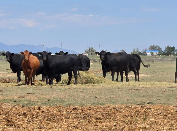 Ash Street, Moriarty, NM 87035