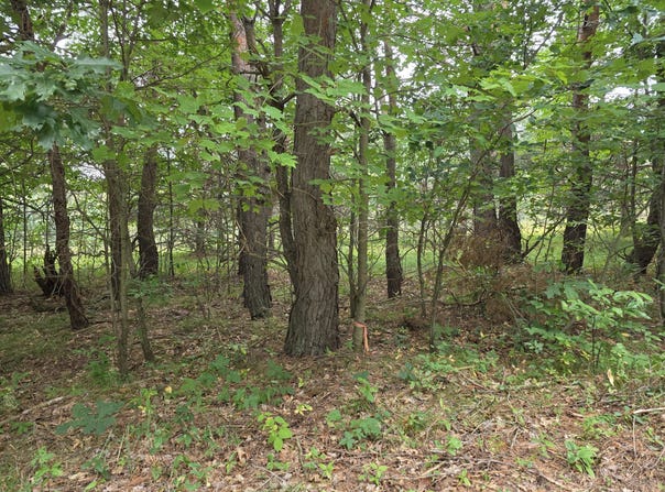 Williams Trail, Grayling, MI 49738