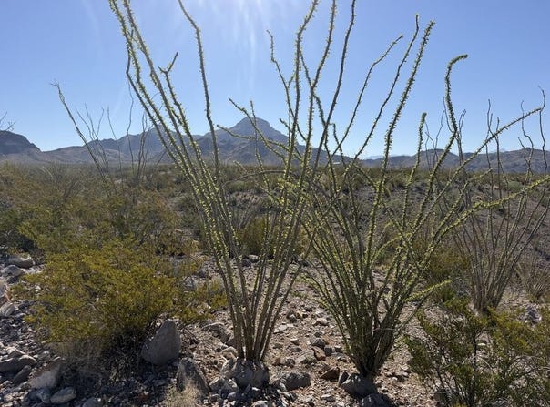 TR 26 Wildcat Dr, Terlingua, TX 79852