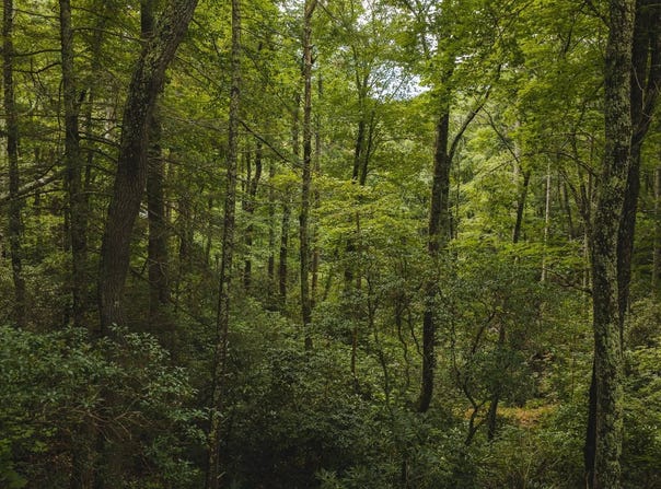 Yankee Run Rd, Marion, NC 28752