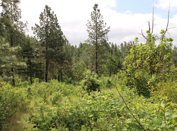 Cow Creek Road, Riddle, OR 97469