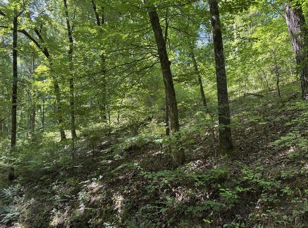 County Road 179, Dora, MO 65637