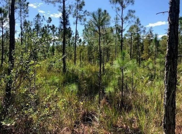 Old Grade Road, FL 33868