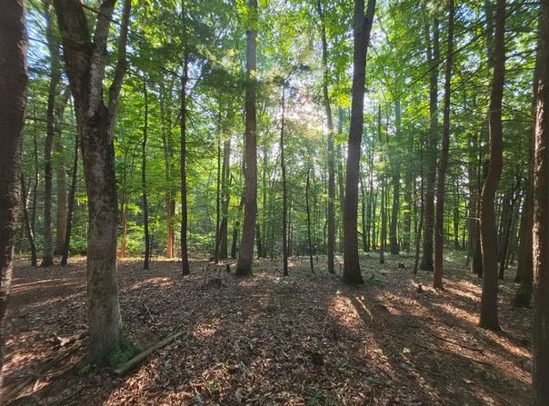 Shady Forest Rd lot: 16-19, Max Meadows, VA 24360