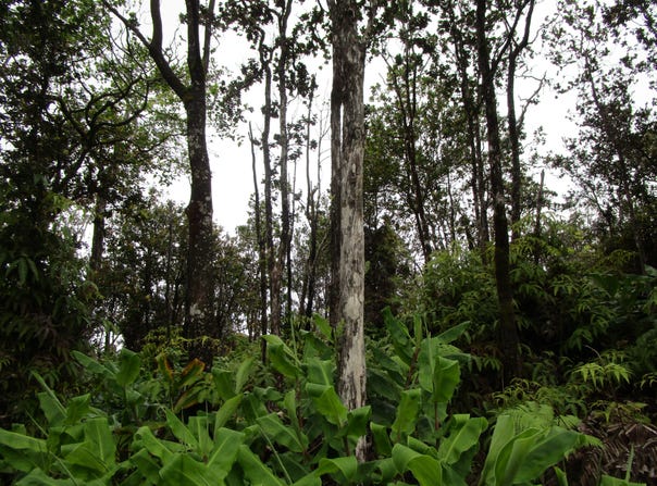 ALAULA ST, Volcano, HI 96785