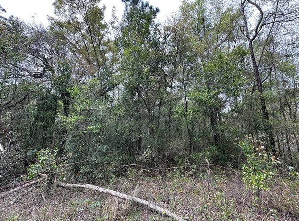 NE 154TH Terrace, WILLISTON, FL 32696