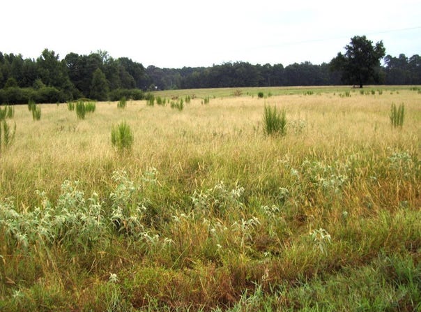 201 LR 725, Ashdown, AR 71822