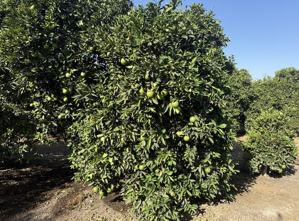 25389 Ave. 120, Porterville, CA 93257