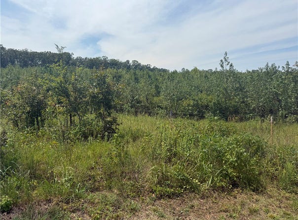 Williams Ridge Drive, Dover, AR 72837