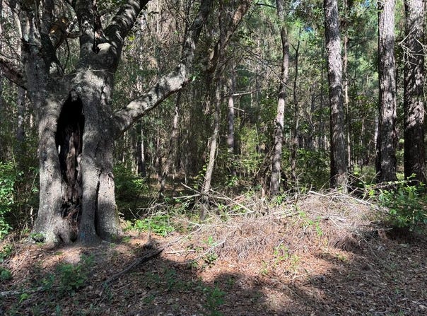 Tract #2 Convick Circle, Pavo, GA 31778