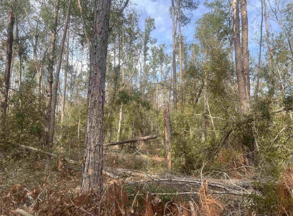 14th Trace, Live Oak, FL 32060