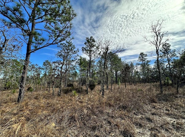 NE 150TH Court, WILLISTON, FL 32696