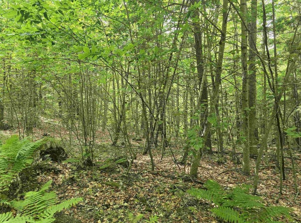 Farrar Road, Chester, VT 05143